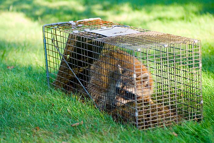 Wildlife Removal services in Houston, TX